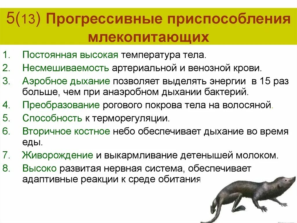 Млекопитающие урок 7 класс. Происхождение млекопитающих 7 класс кратко. Происхождениелекопитающих. Возникновение млекопитающих. Характеристика млекопитающих.