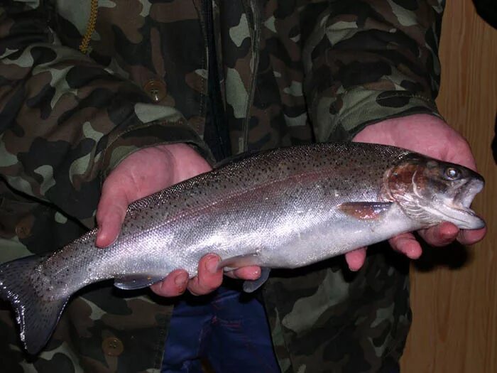 ладожская форель. кумжа ладога. карельская форель непотрошеная. кумжа ладога. Salvelinus fontinalis.