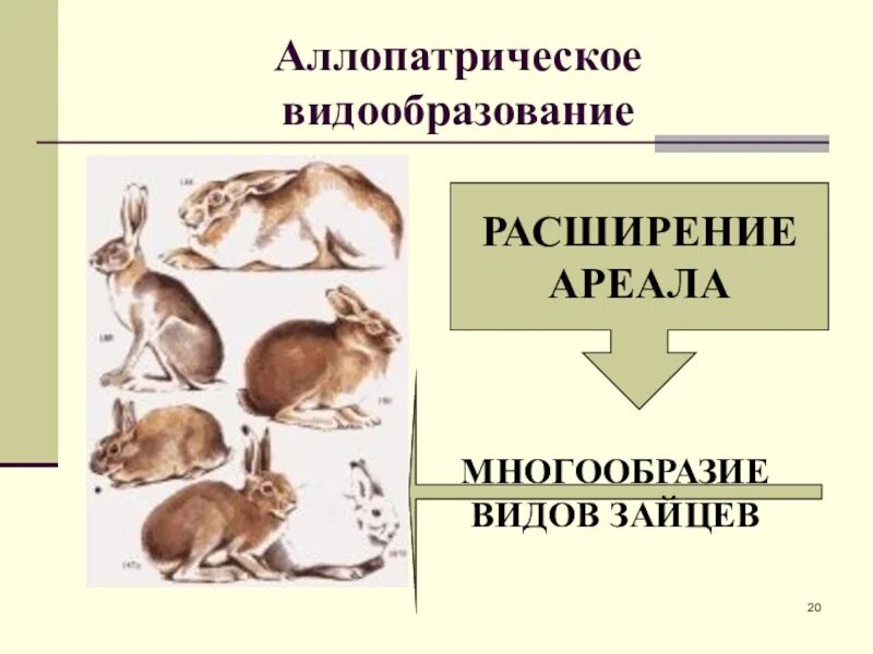 Способы видообразования микроэволюции. Аллопатрическое видообразование. аллопатрический тип видообразования. видообразование микроэволюции. биологическое видообразование.