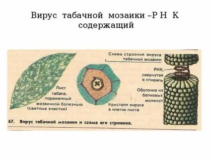 Вирус табачной мозаики состоит из