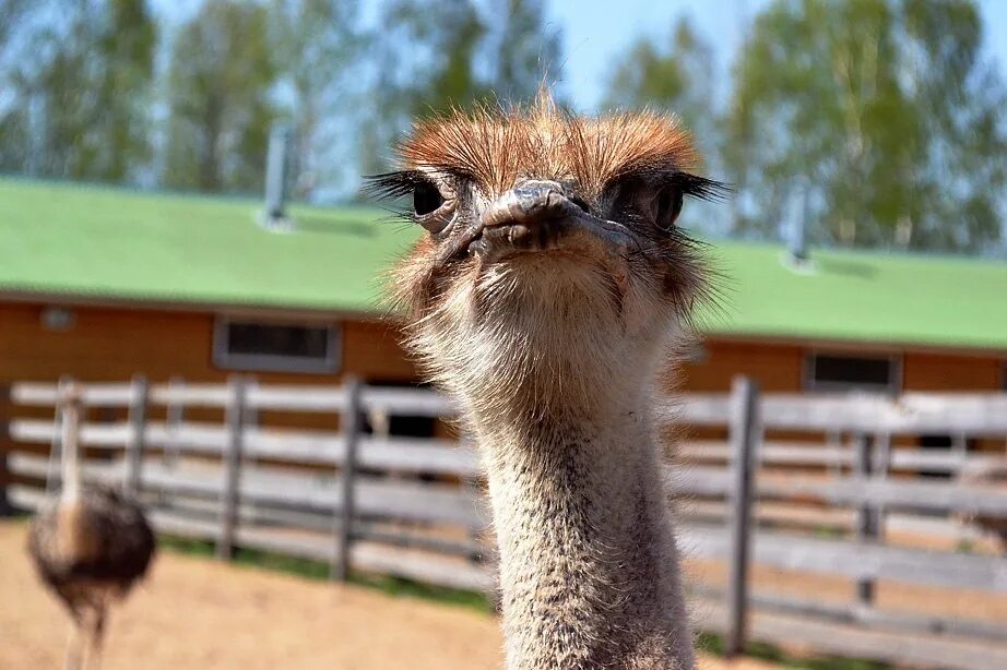 Страус эму. Яйцо страуса нанду. 1 страус остался. Страус без перьев. Страус морда.