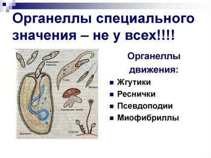Органы движения клетки