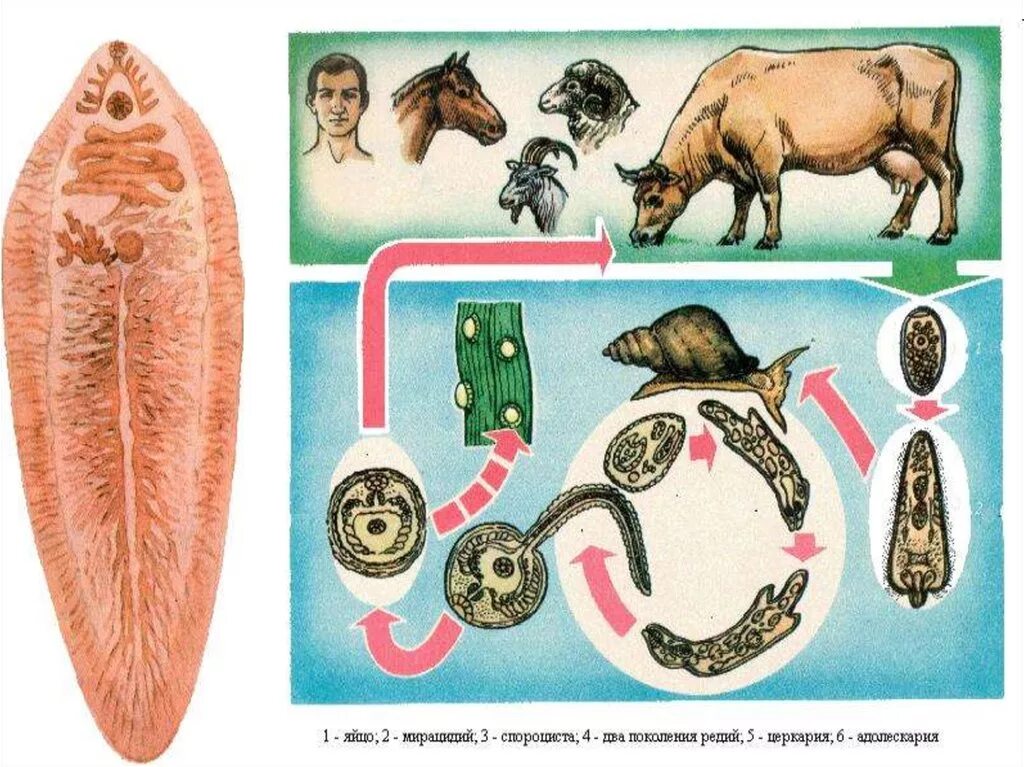 Печеночный сосальщик возбудитель фасциолеза. Паразиты церкарии черви. Сосальщик печеночный hepatica. Жизненный цикл паразита печёночный сосальщик. Личиночных стадий сосальщиков