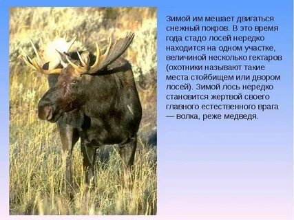 Текст описание лося