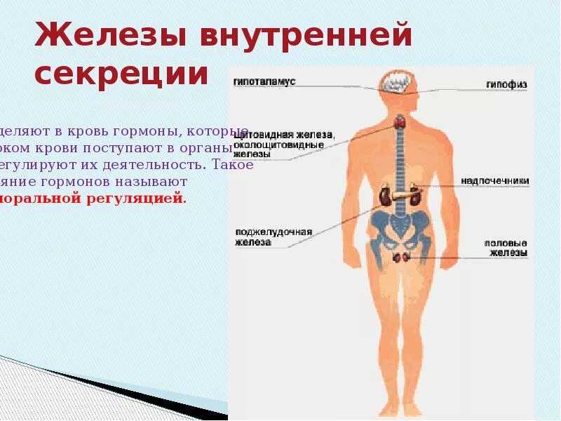 Железы внутренней секреции особенности строения. Железами внутренней секреции являются. К железам внутренней секреции относятся. Временные железы внутренней секреции относится. Строение желез внутренней секреции у человека.