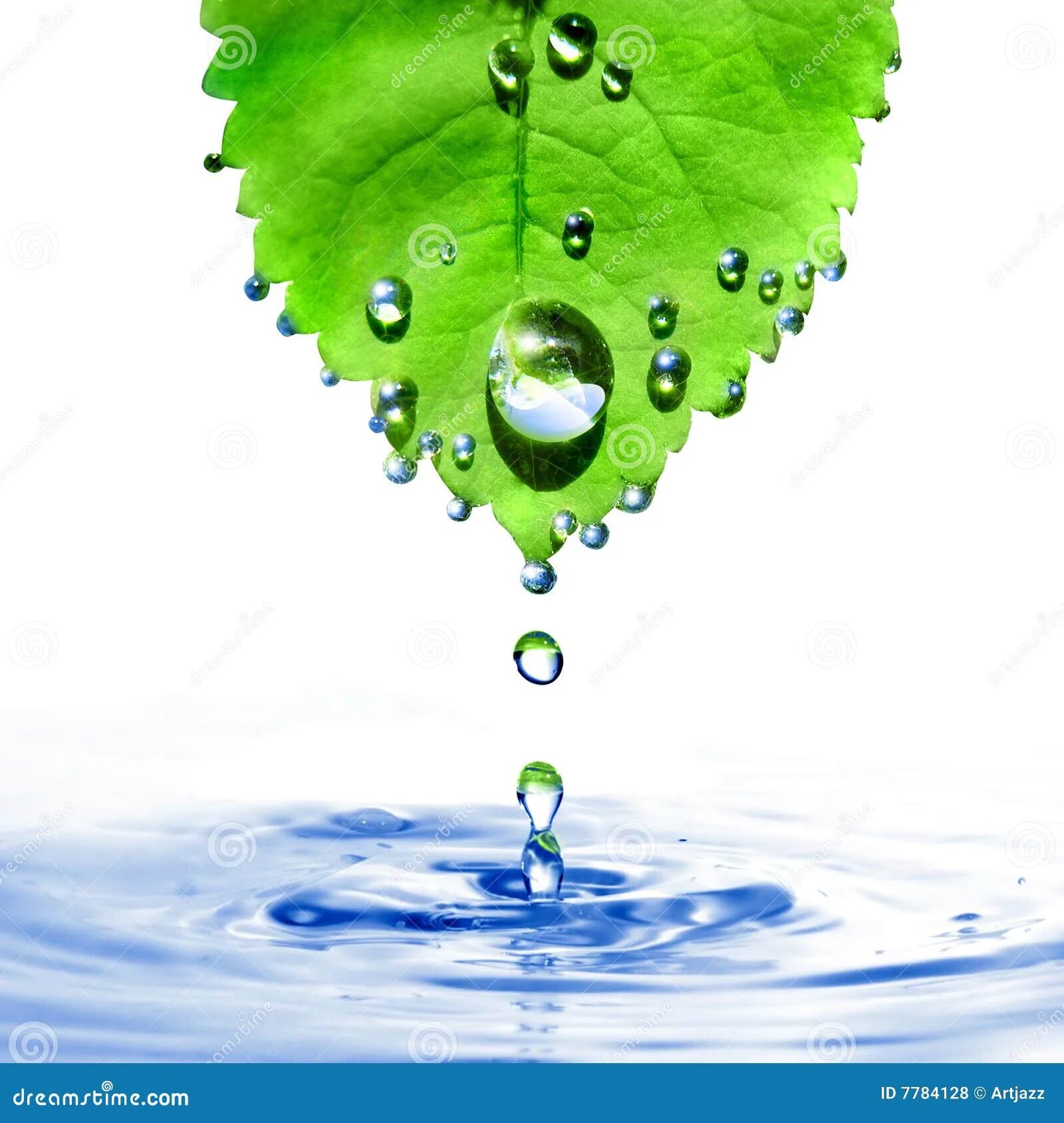 Капля падает с листа. Капля воды на листе. Капелька воды на листочке. Листья на воде. Капля воды стекает с листка.