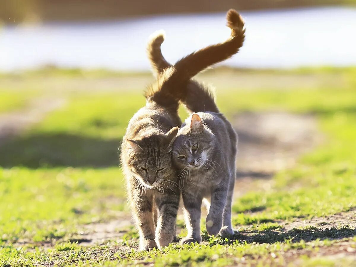 Два кота бегут. Влюбленный котик. Два кота. Мартовская кошка. Кошка гуляет.