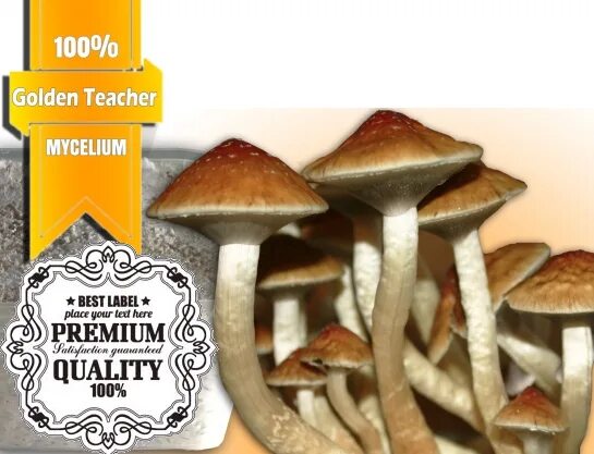 Golden teacher aquakey. Golden teacher aquakey. Golden teachers сухие. Golden teacher грибы. Golden teacher aquakey.
