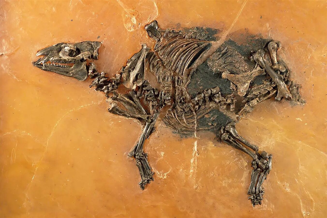 The research team an unusual fossil