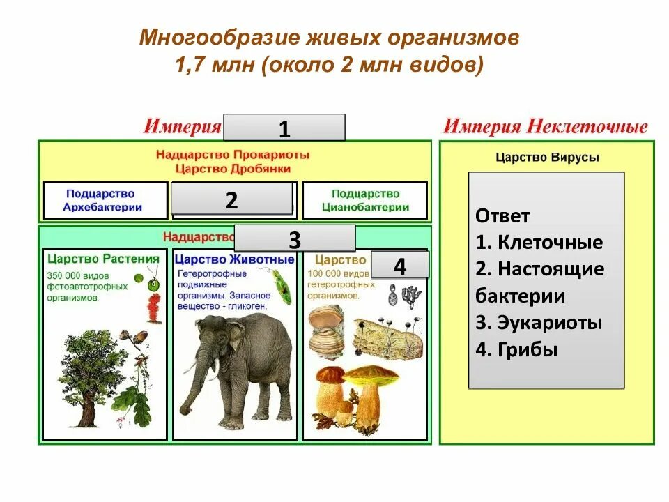 Разнообразие живых организмов таблица 9 класс. Разнообразие организмов. Многообразие живых организ. Разнообразие живых организмов и их классификация.