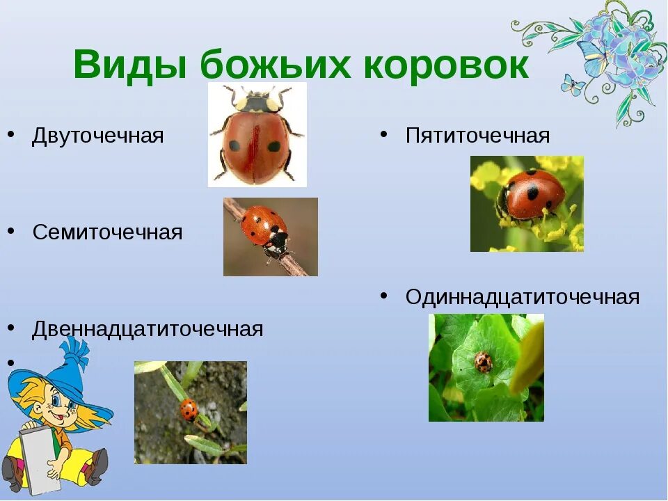 Божья коровка название. Божья коровка описание насекомого. Почему Божья коровка.