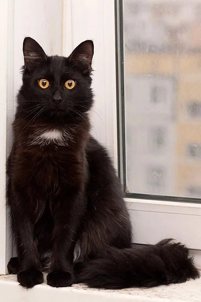 Бомбейская кошка длинношерстная. Бомбейская кошка черно белая. Бомбейская кошка пушистая. Черная пушистая кошка. Белый галстук у черного кота 7 букв