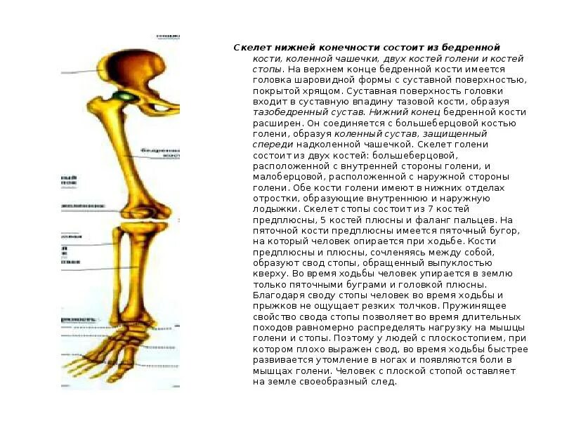 Скелет нижних конечностей. Скелет нижних конечностей состоит из. Голень состоит из двух костей. Скелет голени.