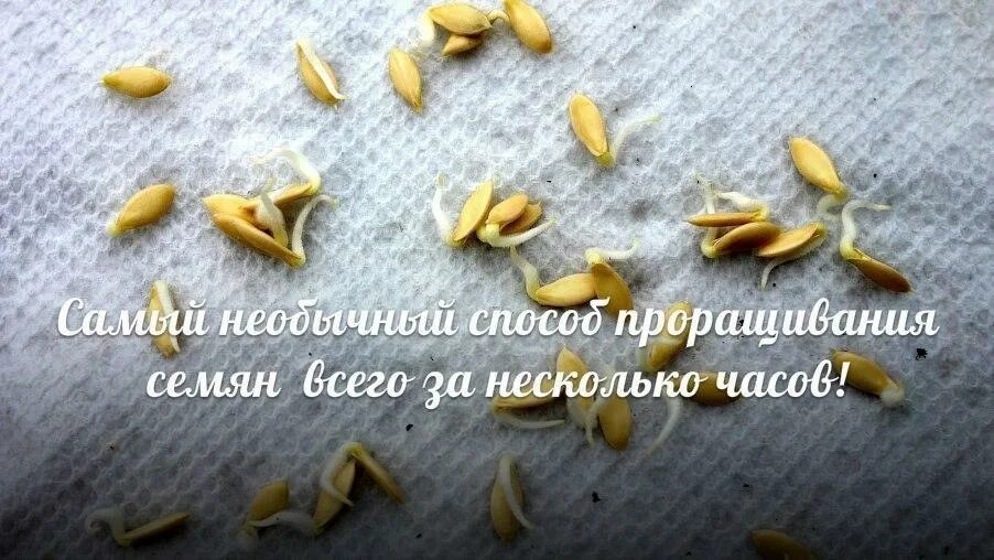 Перед посадкой огурцов нужно замачивать. Прорастание семян огурца. Замачивание семян огурца. Прорастить семена подсолнечника. Семена огурца.