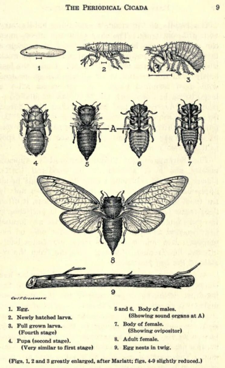 Какой тип развития характерен для цикады. Цикл развития цикады. Строение цикады схема. Стадии развития насекомого цикада. Жизненный цикл цикады схема.