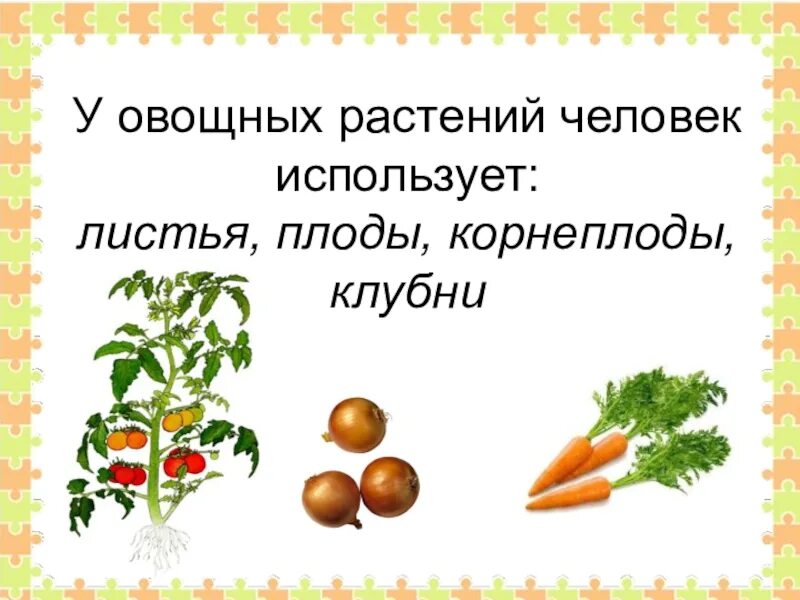 Какие части растения использует человек. Культурные растения в пищу. Какие части культурных растений используют люди. Презентация овощные растения. Культурные растения используемые человеком.