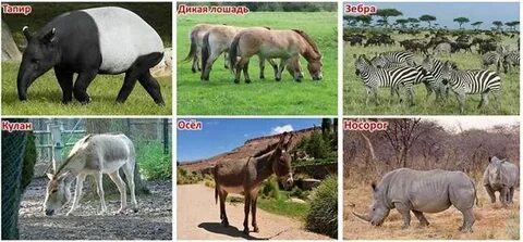 Лошадь это парнокопытное или нет