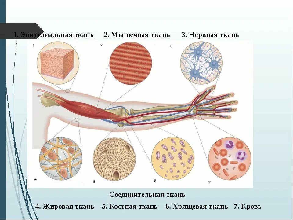 Какие органы входят в соединительную ткань. Нервная ткань соединительная ткань. Соединительные ткани человека это анатомия человека. Мышечная ткань соединительная ткань. Ткани человека соединительная ткань.