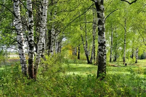 Березовая роща рынок