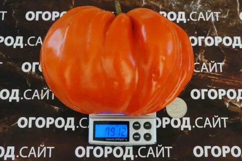 Томат тетушка описание