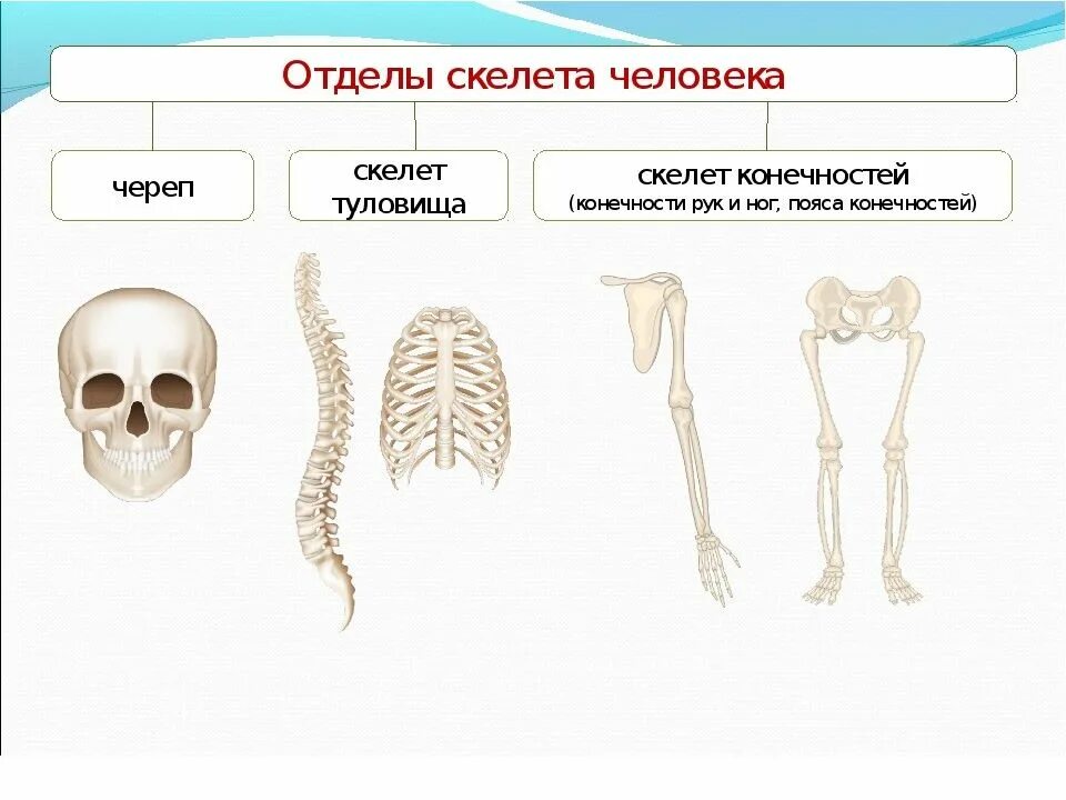 Три отдела кости. Скелет туловища скелет конечностей. Скелет туловища 8 класс биология. Схема отдела скелета туловища. Скелет головы скелет туловища.