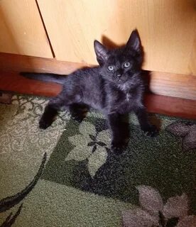 Котенок волгоград отдам в добрые