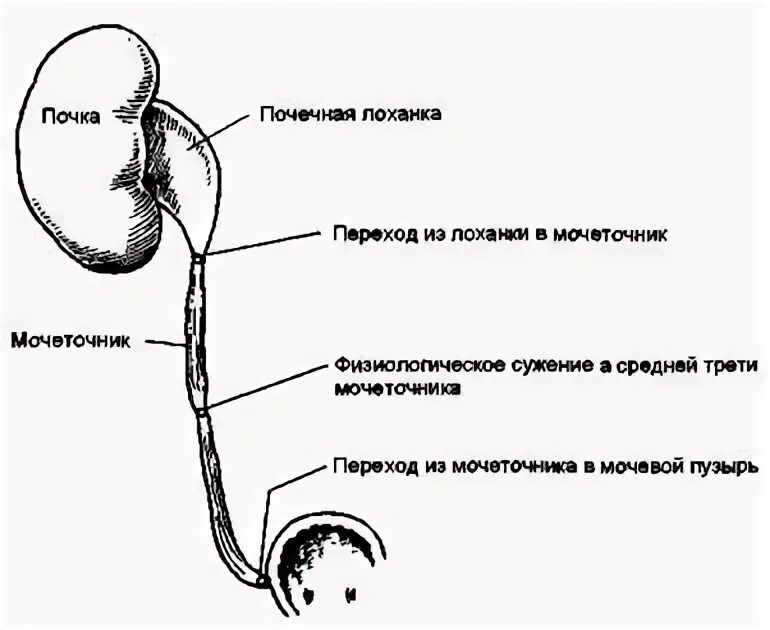 Иррадиация по ходу мочеточника. Сужения мочеточника анатомия. Физиологические сужения мочеточника. Мочеточник у мужчин строение. Сужения мочеточника анатомические и физиологические.