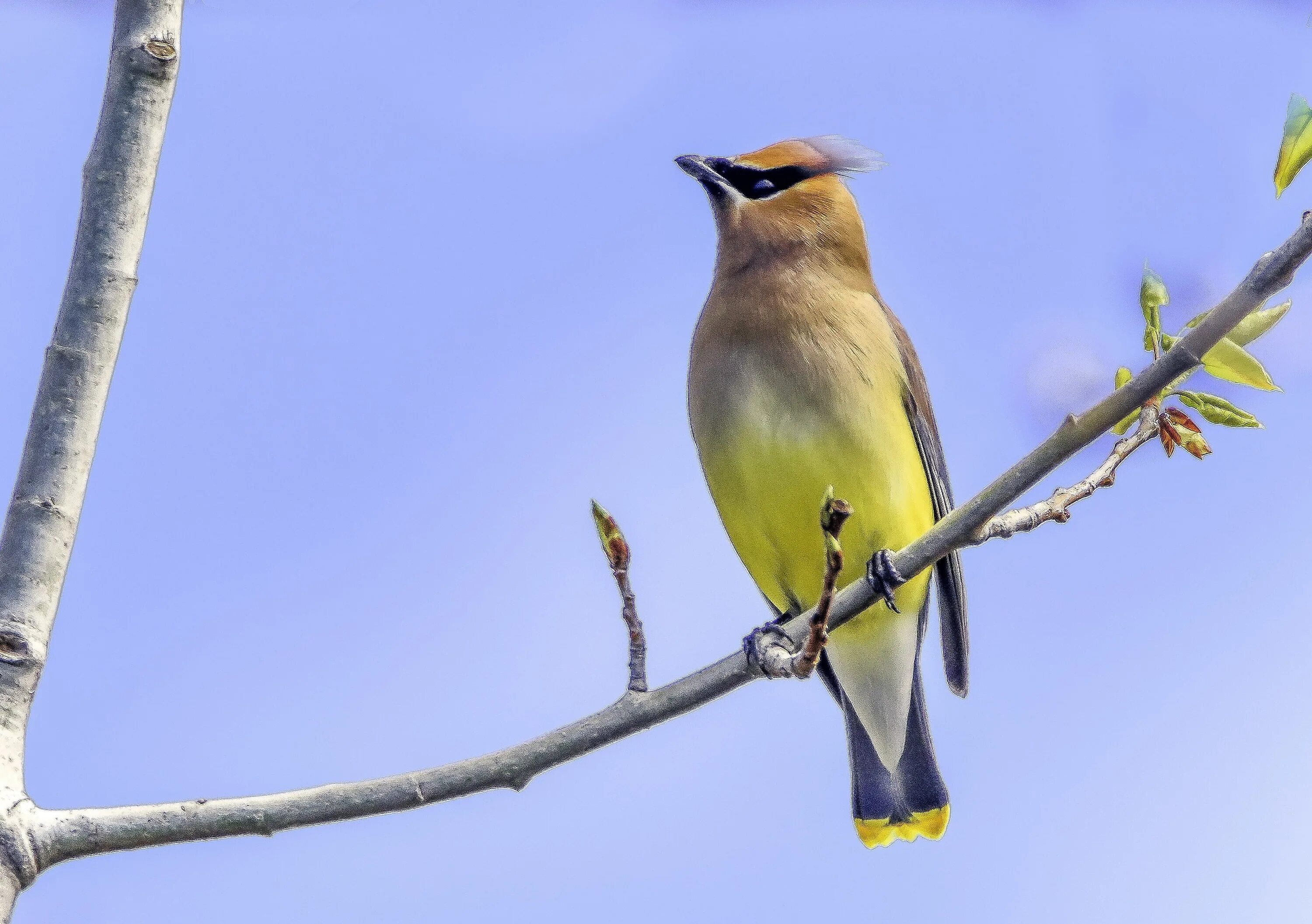 Зеленая птичка с хохолком. Птичка с желтым хохолком. Cedar Waxwing птица. Желтая птичка с желтым хохолком.