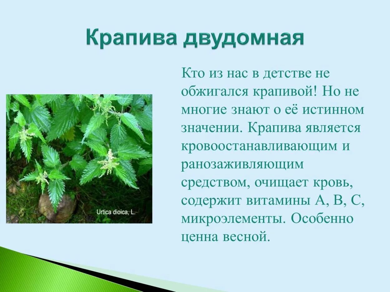 Сообщение о диком растении