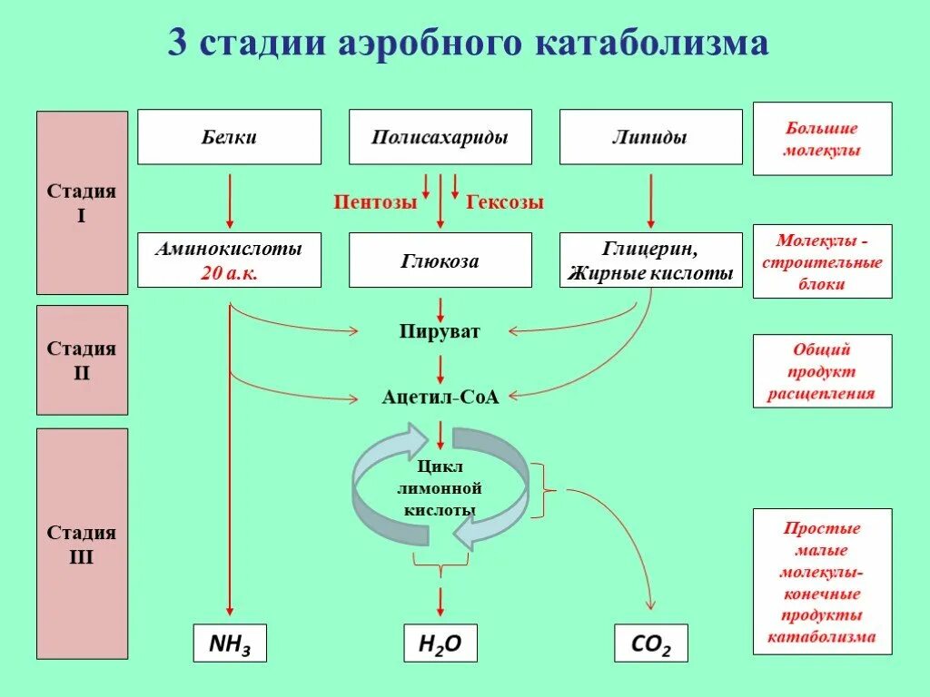 Этапы катаболизма и анаболизма биохимия. Общая схема катаболизм белков. Общая схема катаболизма питательных веществ в организме биохимия. Стадии энергетического обмена биохимия. Конечные продукты белкового