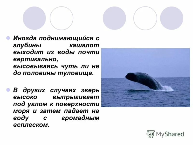 Отряд китообразные кашалот. Китообразные кашалот. Кашалот максимальная глубина. Кашалот максимальная глубина. Кашалот млекопитающее.