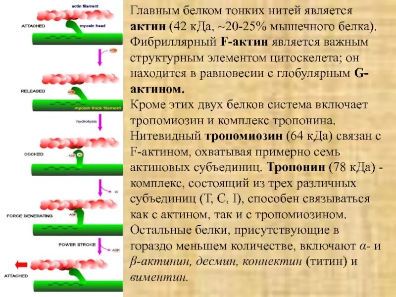 Функции мышечных белков. Функции мышечных белков