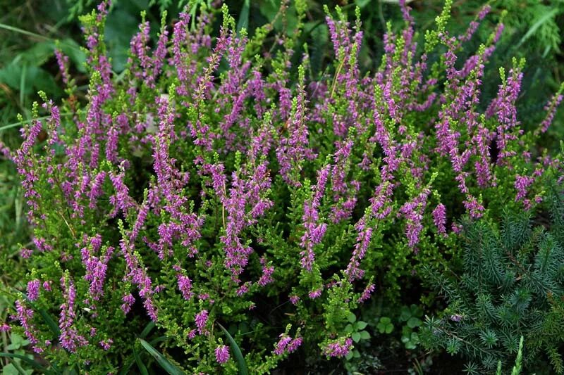 Чем полезен вереск. Вереск обыкновенный (calluna vulgaris). вереск боскоп. вереск обыкновенный бадблюмерс. вереск melanie.