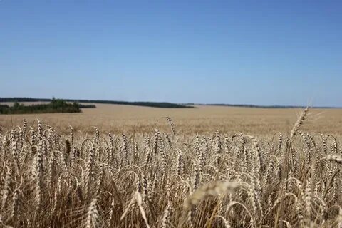 Нива костанайская область