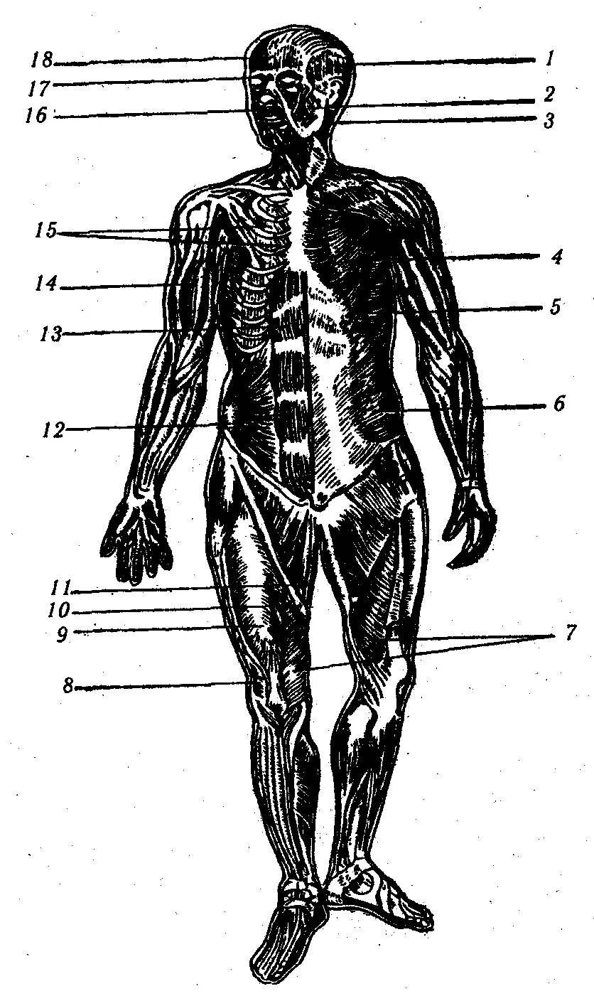 6 мышечных. Строение мышечной клетки физиология. 6 мышечных. Строение половины тела. Мышцы спины и живота анатомия.