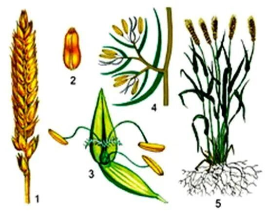 Пшеница однодольное. Соцветие пшеницы биология. Строение пшеницы семейство злаковых. Семейство Мятликовые пшеница.