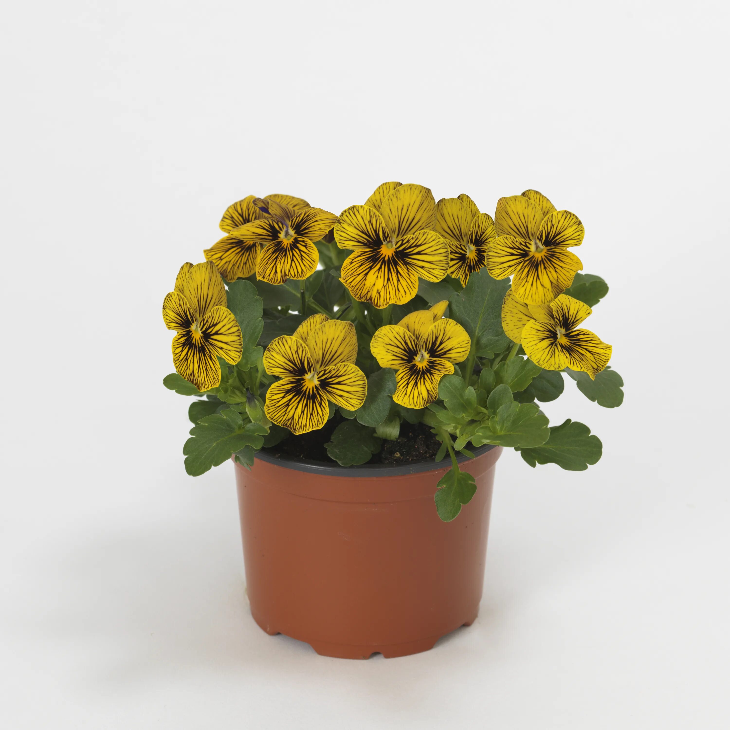 пеларгония зональная апаче виолет. петуния многоцветковая трилоджи scarlet (. виола крупноцветковая маммот вайт хот. профисад профессиональные семена. астра зидония скарлет.