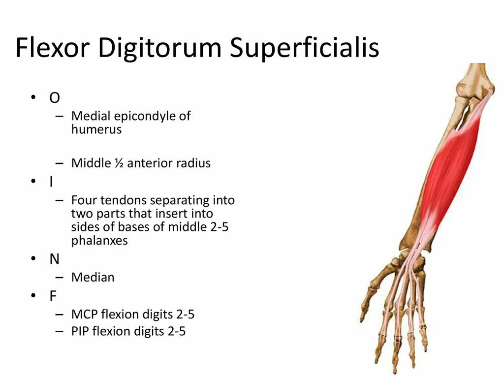 Flexor digitorum superficialis. Flexor pollicis longus и m. M. Flexor digitorum superficialis:. Flexor digitorum superficialis.