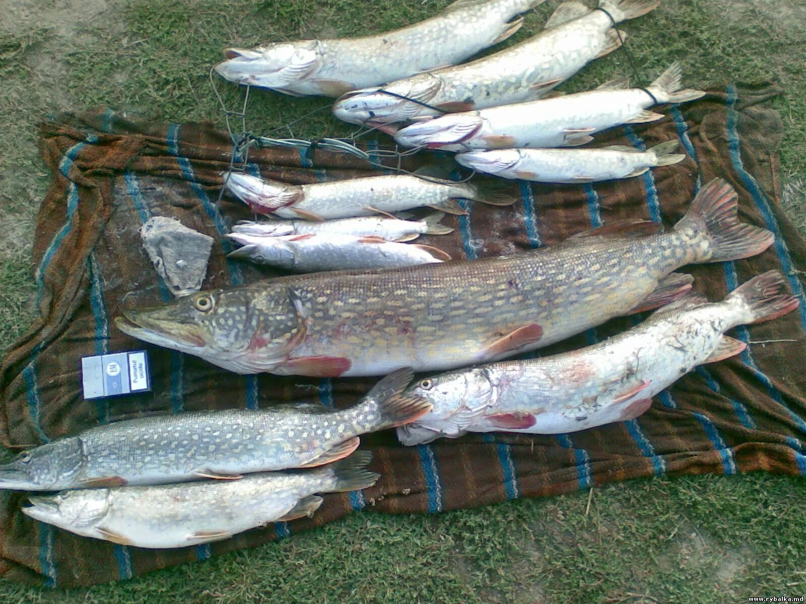 рыбалка на судака. 5 кг. сибирский судак. улов судака. рыба на белом фоне.