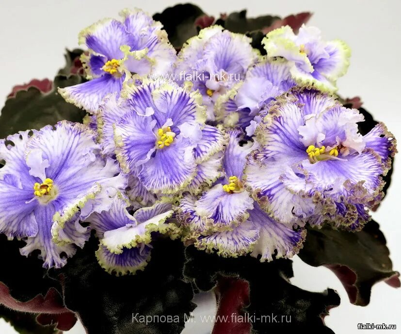 Фиалка королева льда. Фиалка мятный лед. Фиалка лф ледяные узоры. Лф ледяной дождь фиалка фото. Фиалка ек богиня ночи.