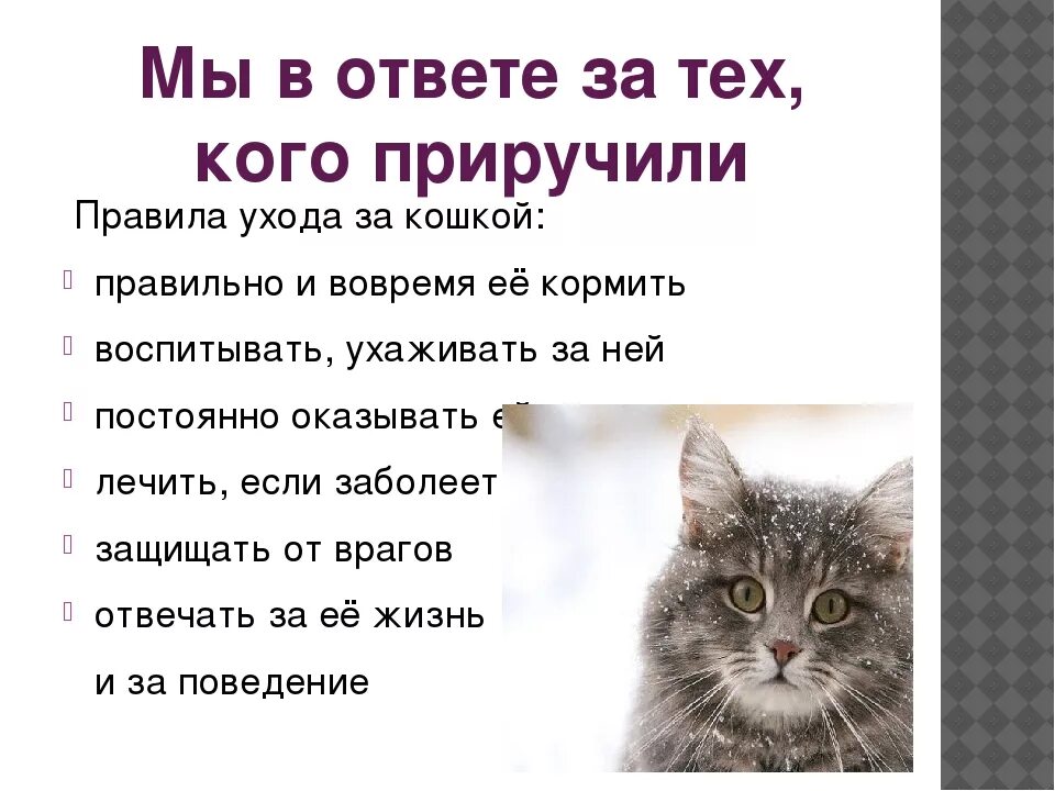 Содержание котенка