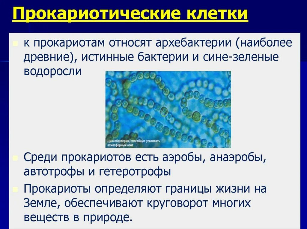 Бактерии и сине-зеленые водоросли. Прокариотические водоросли. Прокариоты бактерии и сине-зеленые водоросли. Прокариоты архебактерии.