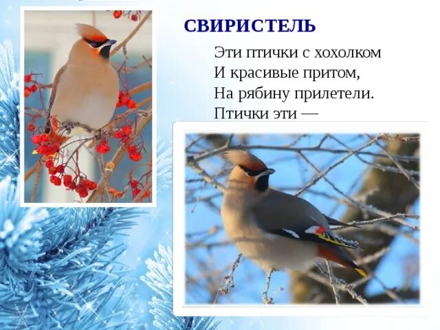 Свиристель перелетная или зимующая. Свиристель зимующая птица или Перелетная. Свиристели стихотворение. Эти птички с хохолком и красивые притом на рябину прилетели.