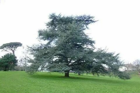 Atlas cedar