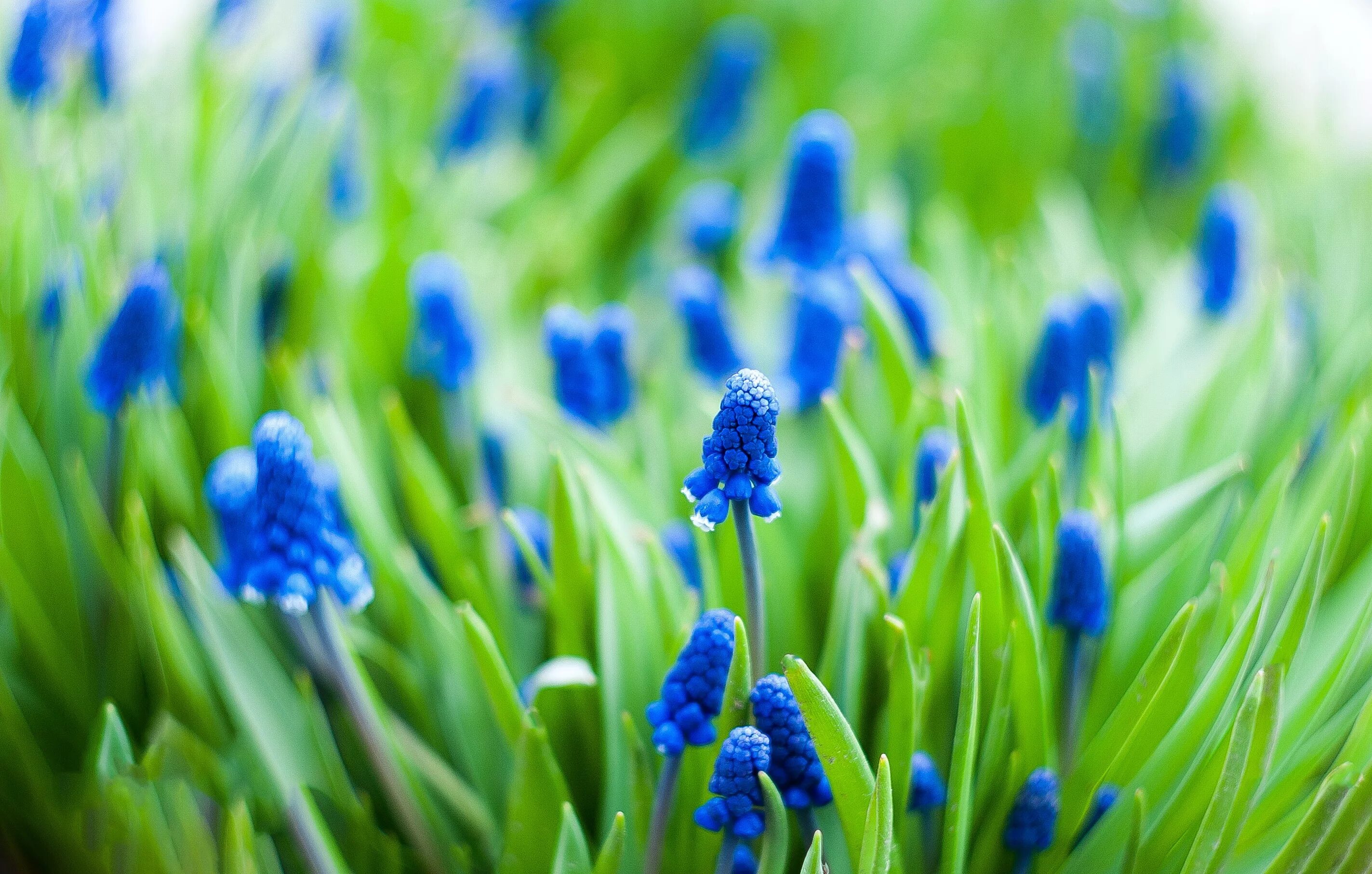 Весенние синие цветочки. Мускари. Мускари Гжельские узоры.
