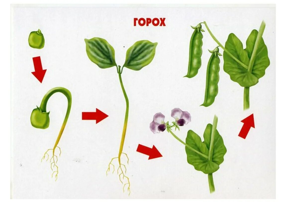 Цикл роста гороха для детей. Этапы роста гороха. Стадии развития растений для дошкольников. Этапы роста растения для дошкольников.
