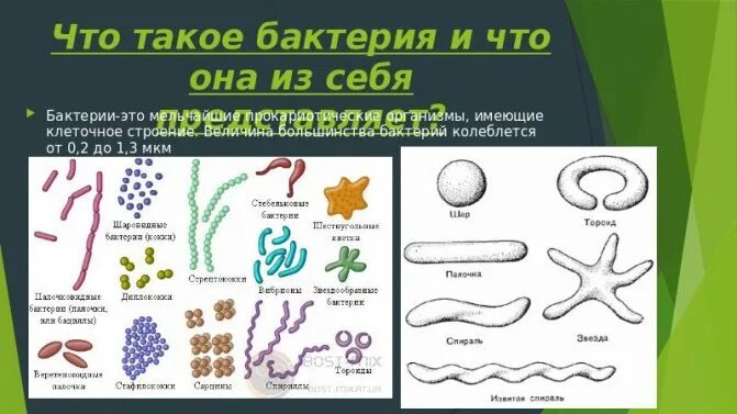 Полезные бактерии названия. Виды бактерий полезные и вредные. Вредные бактерии названия. Виды вредных бактерий. Бактерии человека название