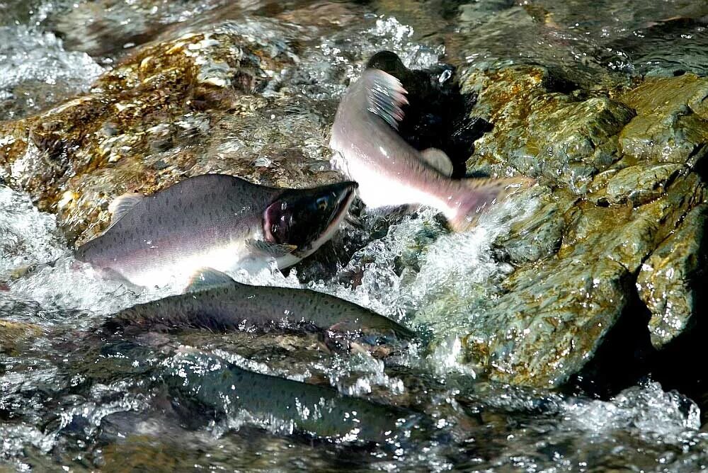 Кетов камчатка