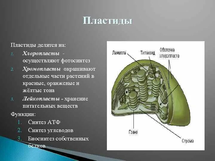 Пластиды строение и функции. Пластиды строение и функции 9 класс. Пластиды состав строение и функции. Пластиды структура и функции. Какая функция пластид