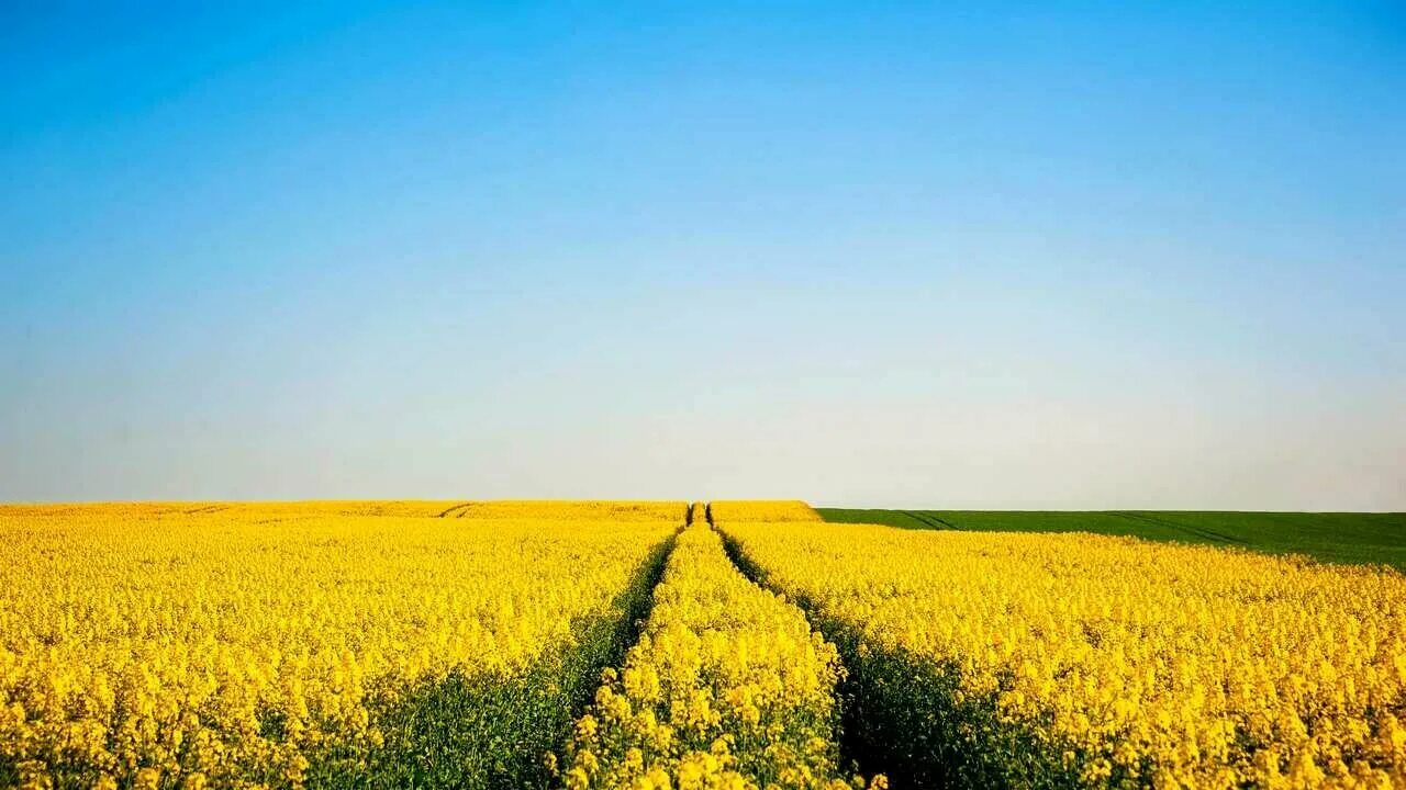 Yellow flower fields 1249523 Stock Photo at Vecteezy